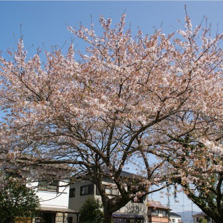 いなべ藍ランドエントランスの桜