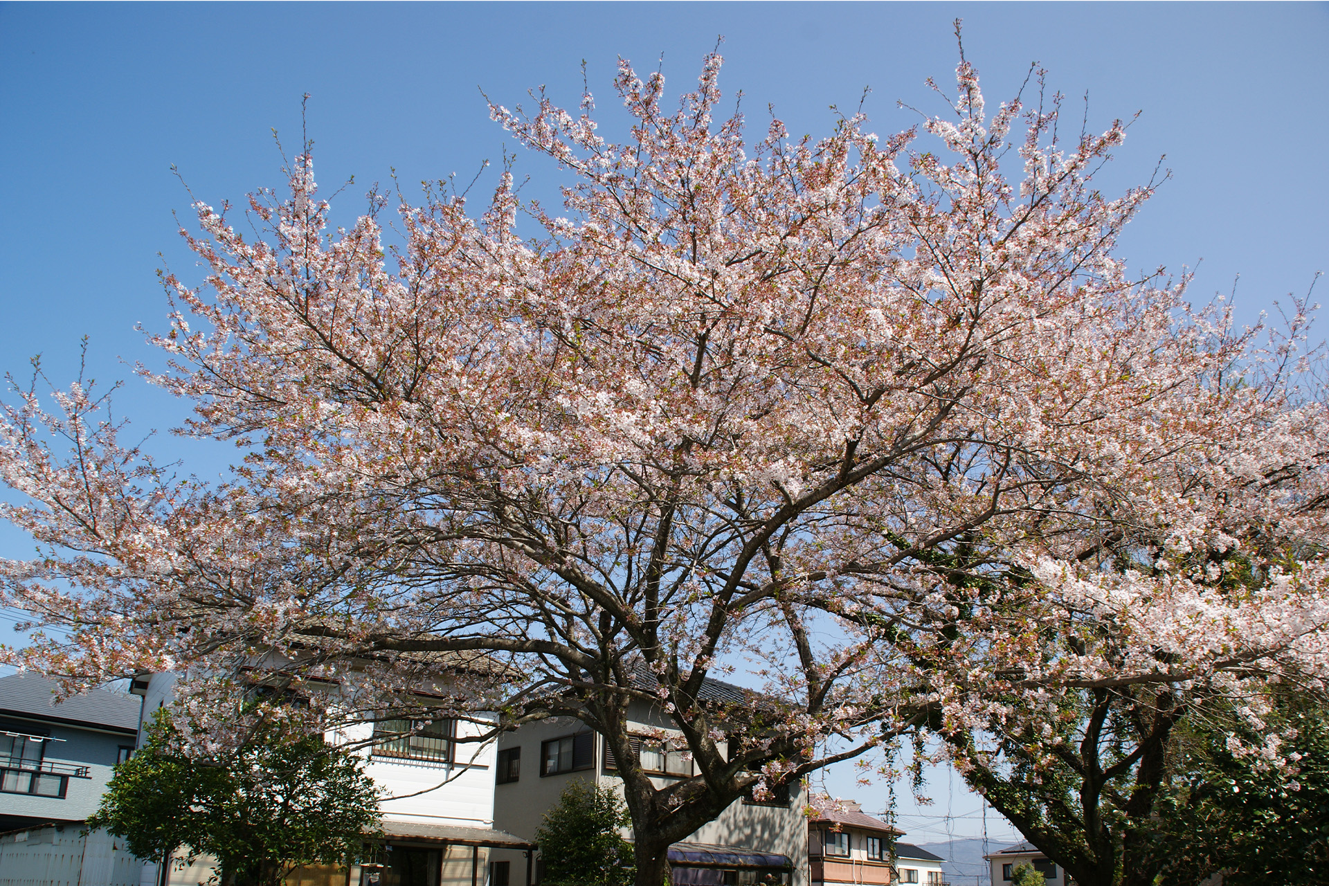 いなべ藍ランドエントランスの桜