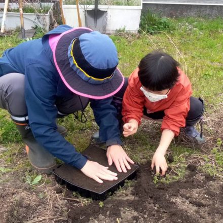 無農薬無化学肥料の藍の苗付け